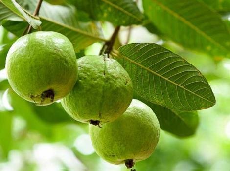 Guava leaves herb