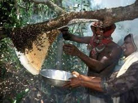 Best honey in the world