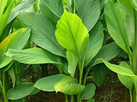 Turmeric plant