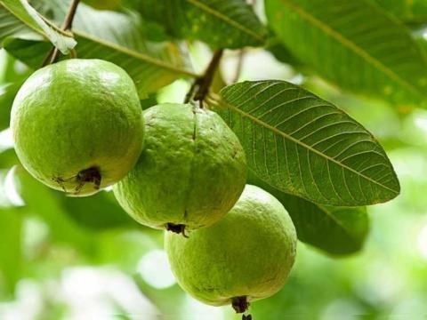 Guava leaves herb