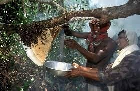 Best honey in the world