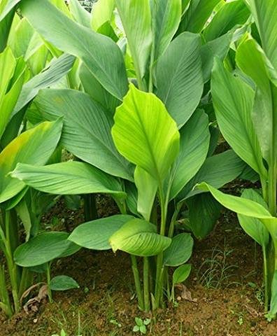 Turmeric plant